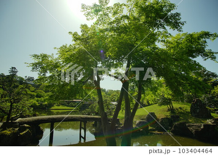 初夏の彦根城 玄宮園  (2022年4月） 103404464