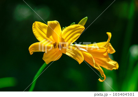 萱草の花 萱草の花 103404501