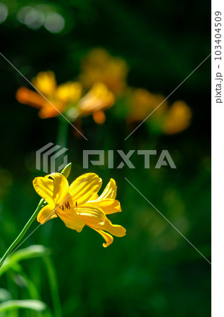 萱草の花 萱草の花 103404509