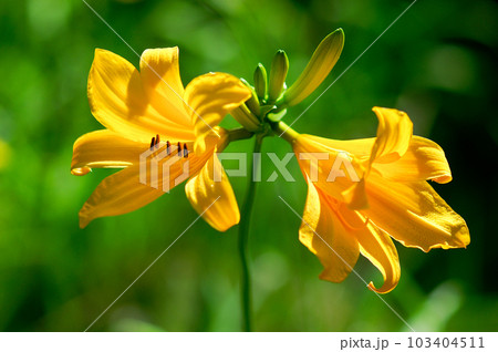 萱草の花 103404511
