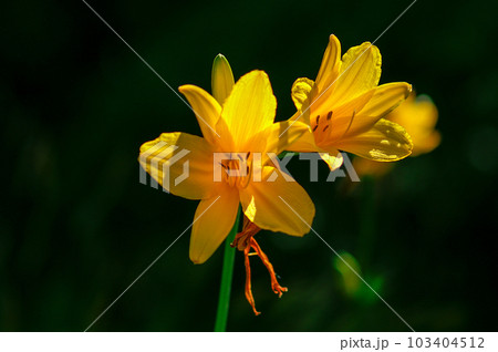 萱草の花 萱草の花 103404512