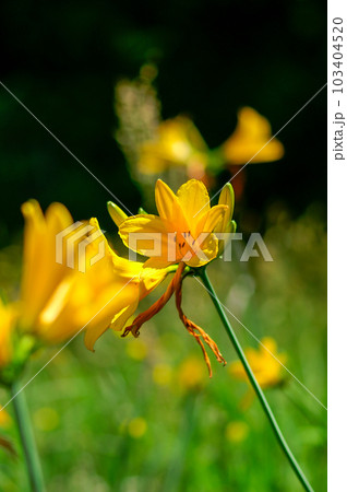 萱草の花 103404520
