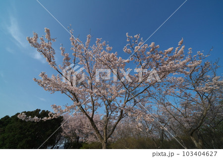 《岡山県》瀬戸内海国立公園 夕立受山で見る春の風景 《岡山県》瀬戸内海国立公園 夕立受山で見る春の風景 103404627