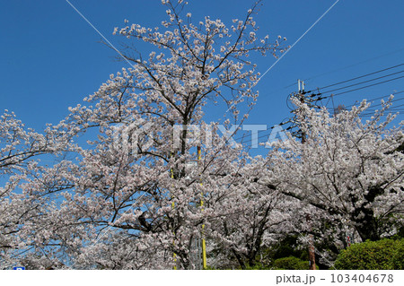 池田　五月山公園　満開の桜 103404678