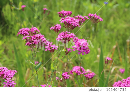 春の公園に咲くピンク色のムシトリナデシコの花 103404755
