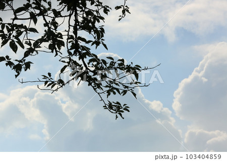 三ッ池公園を歩いた 三ッ池公園を歩いた 103404859