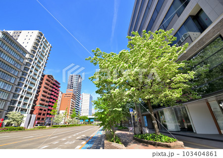 《愛知県》名古屋都市景観 名古屋市桜通のヒトツバタゴ並木 《愛知県》名古屋都市景観 名古屋市桜通のヒトツバタゴ並木 103404861