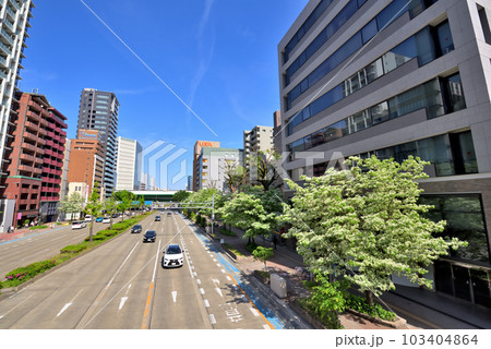 《愛知県》名古屋都市景観 名古屋市桜通のヒトツバタゴ並木 《愛知県》名古屋都市景観 名古屋市桜通のヒトツバタゴ並木 103404864