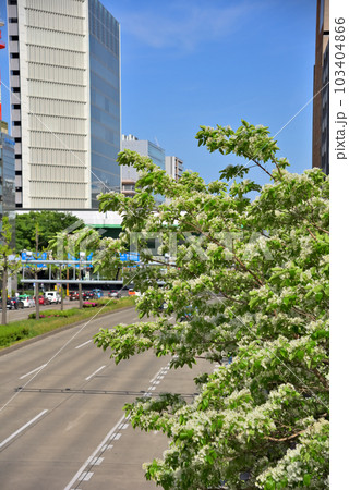 《愛知県》名古屋都市景観 名古屋市桜通のヒトツバタゴ並木 《愛知県》名古屋都市景観 名古屋市桜通のヒトツバタゴ並木 103404866