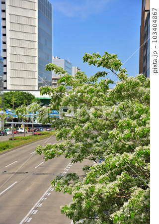 《愛知県》名古屋都市景観 名古屋市桜通のヒトツバタゴ並木 《愛知県》名古屋都市景観 名古屋市桜通のヒトツバタゴ並木 103404867