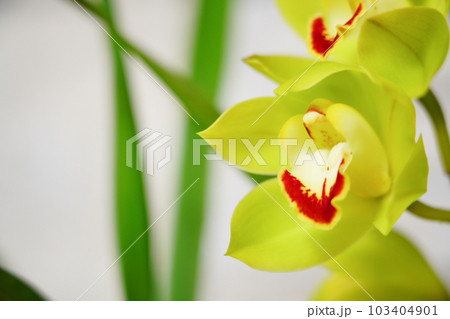 シンビジウムの花 緑色系 シンビジウムの花 緑色系 103404901