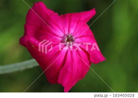 春の庭に咲くスイセンノウのピンク色の花花 103405028