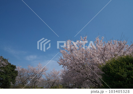 《岡山県》瀬戸内海国立公園 夕立受山で見る春の風景 《岡山県》瀬戸内海国立公園 夕立受山で見る春の風景 103405328