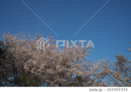 《岡山県》瀬戸内海国立公園 夕立受山で見る春の風景 《岡山県》瀬戸内海国立公園 夕立受山で見る春の風景 103405354