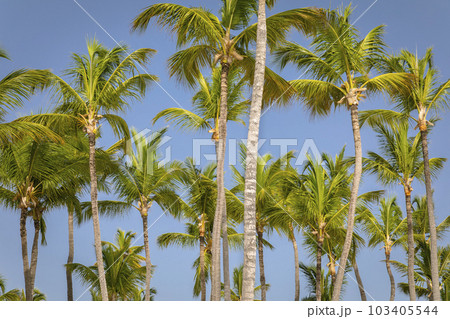 Tropical paradise, idyllic caribbean palm trees in Punta Cana, Dominican Republi Tropical paradise, idyllic caribbean palm trees in Punta Cana, Dominican Republi 103405544