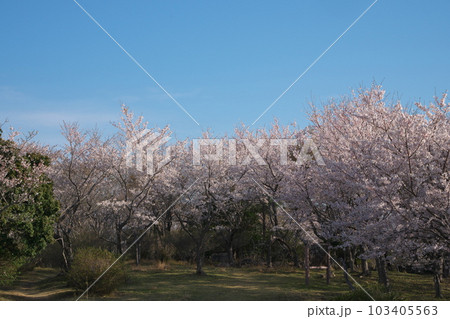 《岡山県》瀬戸内海国立公園 夕立受山で見る春の風景 《岡山県》瀬戸内海国立公園 夕立受山で見る春の風景 103405563