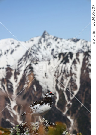 北アルプスの雷鳥 103405607