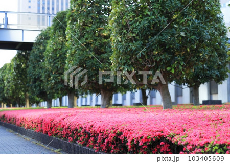 ツツジ咲く通勤路 103405609