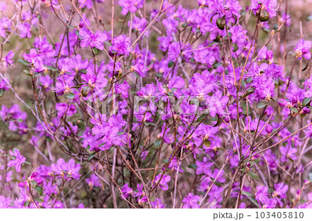 Rhododendron bush with purple flowers in the forest. Wildlife of Easten Siberia. Floral beautiful background 103405810