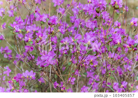 Rhododendron bush with purple flowers in the forest. Wildlife of Easten Siberia. Floral beautiful background. Purple rhododendron flowers blooming in spring. 103405857