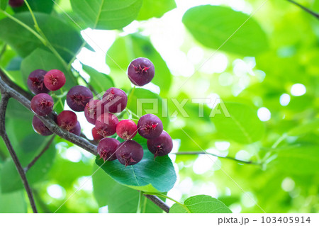 赤く熟したジューンベリーの実 103405914