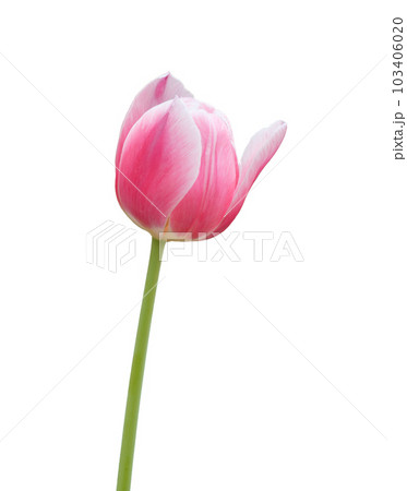 pink tulip flower isolated on white 103406020