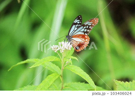 蝶々　アサギマダラ 103406024