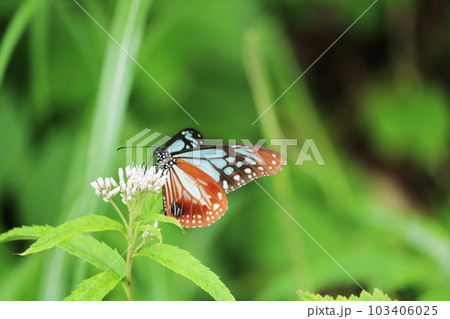 蝶々　アサギマダラ 103406025