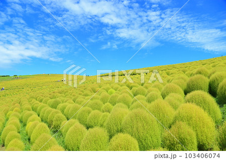夏のコキアの丘 夏のコキアの丘 103406074