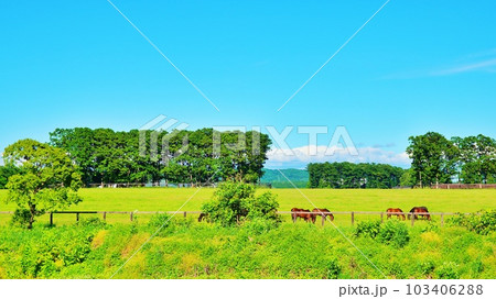 北海道の馬と自然のテーマパーク「ノーザンホースパーク」の風景 北海道の馬と自然のテーマパーク「ノーザンホースパーク」の風景 103406288