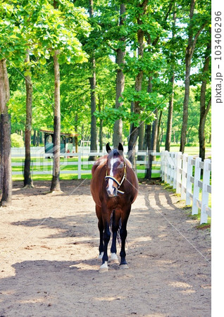北海道の馬と自然のテーマパーク「ノーザンホースパーク」の風景 103406296