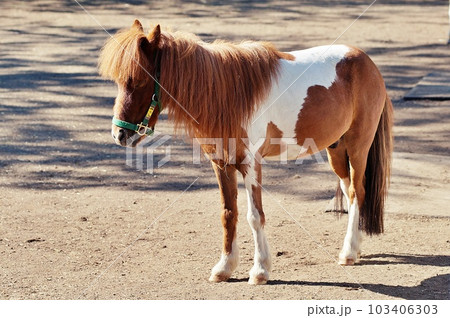 北海道の馬と自然のテーマパーク「ノーザンホースパーク」の風景 103406303
