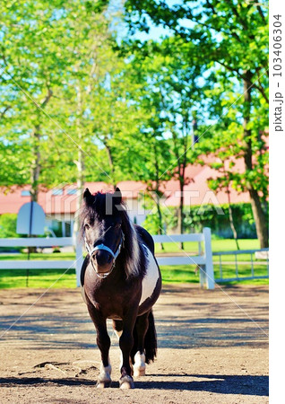 北海道の馬と自然のテーマパーク「ノーザンホースパーク」の風景 北海道の馬と自然のテーマパーク「ノーザンホースパーク」の風景 103406304