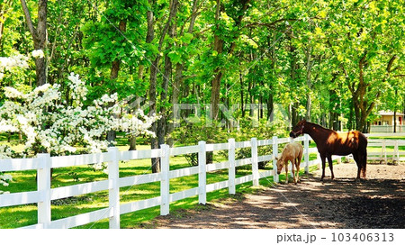 北海道の馬と自然のテーマパーク「ノーザンホースパーク」の風景 103406313