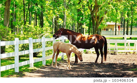 北海道の馬と自然のテーマパーク「ノーザンホースパーク」の風景 103406314