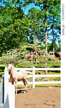 北海道の馬と自然のテーマパーク「ノーザンホースパーク」の風景 103406322