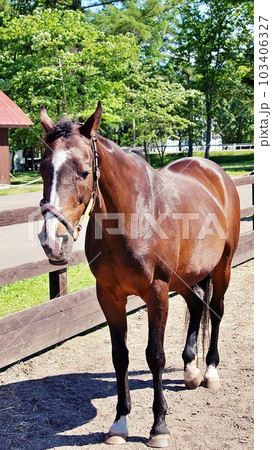 北海道の馬と自然のテーマパーク「ノーザンホースパーク」の風景 103406327
