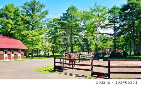 北海道の馬と自然のテーマパーク「ノーザンホースパーク」の風景 北海道の馬と自然のテーマパーク「ノーザンホースパーク」の風景 103406351