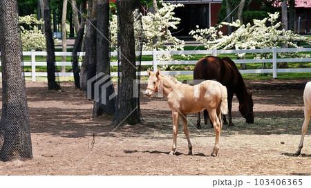 北海道 ノーザンホースパークの風景 103406365