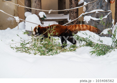 Red panda, Ailurus fulgens or lesser panda at Asahiyama Zoo in winter season. landmark and popular for tourists attractions in Asahikawa, Hokkaido, Japan. Travel and Vacation concept Red panda, Ailurus fulgens or lesser panda at Asahiyama Zoo in winter season. landmark and popular for tourists attractions in Asahikawa, Hokkaido, Japan. Travel and Vacation concept 103406562