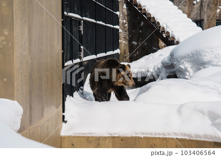 Grizzly Bear or Ursus arctos yesoensis at Asahiyama Zoo in winter season. landmark and popular for tourists attractions in Asahikawa, Hokkaido, Japan. Travel and Vacation concept 103406564