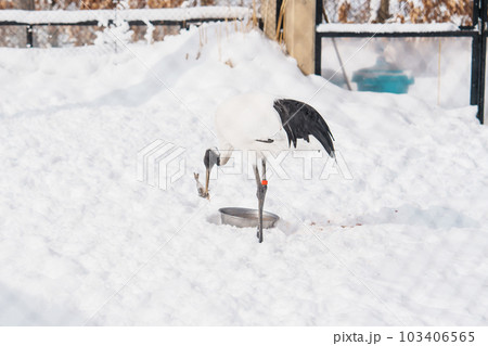flamingo at Asahiyama Zoo in winter season. landmark and popular for tourists attractions in Asahikawa, Hokkaido, Japan. Travel and Vacation concept 103406565