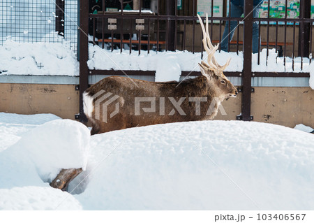Reindeer or Rangifer tarandus at Asahiyama Zoo in winter season. landmark and popular for tourists attractions in Asahikawa, Hokkaido, Japan. Travel and Vacation concept 103406567