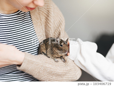 Young girl playing with small animal degu squirrel. 103406719