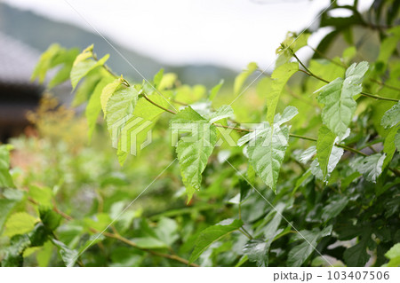 梅雨とクワ（桑）の若葉 103407506