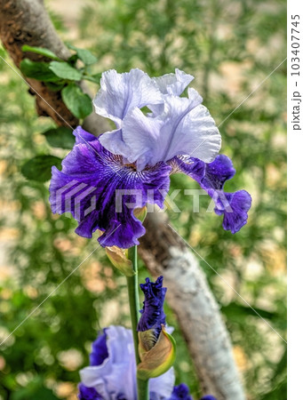 white-blue iris flower on green leaves background white-blue iris flower on green leaves background 103407745