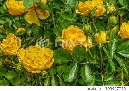 Golden celebration rose flowers on green leaves background 103407746