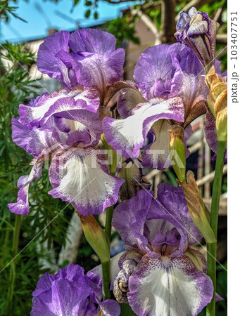 Iris Earl of Essex flower on green leaves background 103407751