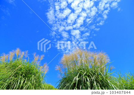 ススキと雲 103407844