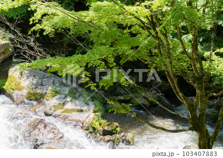 新緑の江竜田の滝 新緑の江竜田の滝 103407883